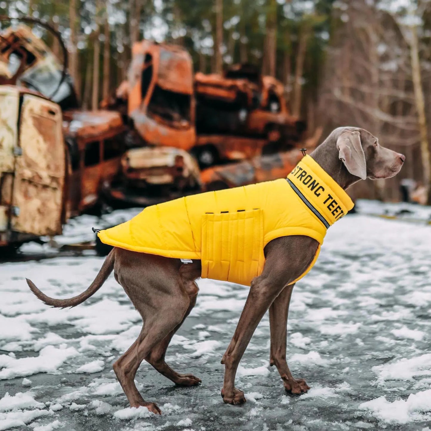 Warm Winter Coat for Dogs - Waterproof and Windproof Winter Jacket for Dogs - Stylish Pet Clothes - Pet Clothes - Dog Lover - Gift for Dogs