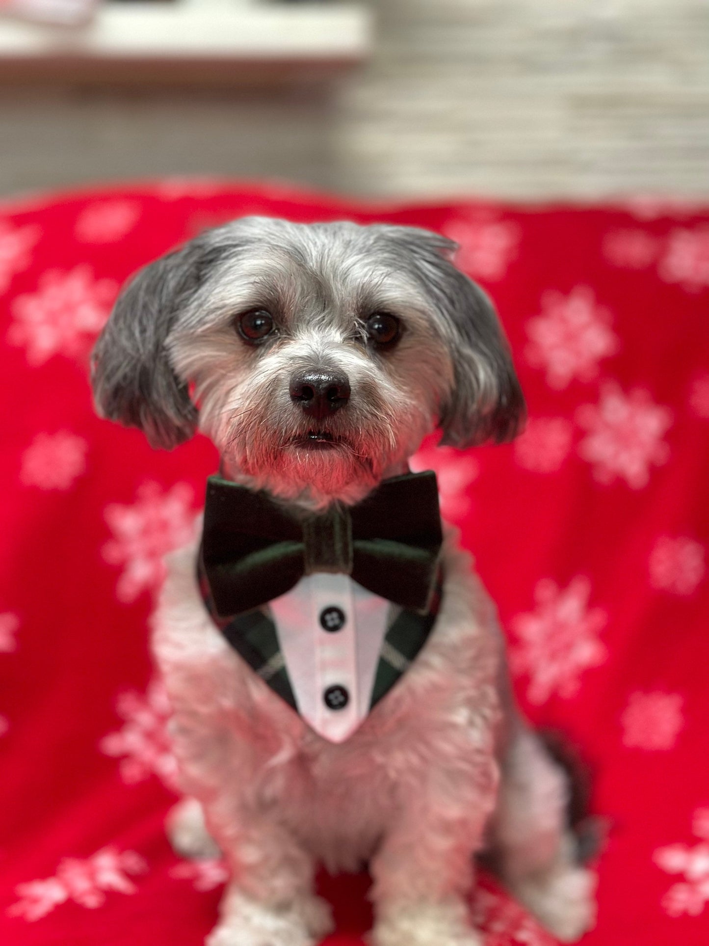 Tuxedo Dog Bandana, Christmas Bandana with Bowtie, Velvet Bowtie, Dog Bandana with Snaps, Pet Scarf Gift,