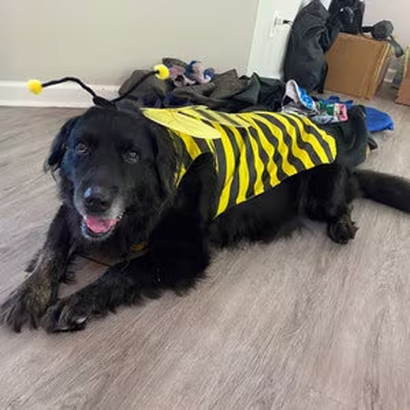 DOG COSTUME. "Bumble Bee" Dog Costume, Halloween for Pets,