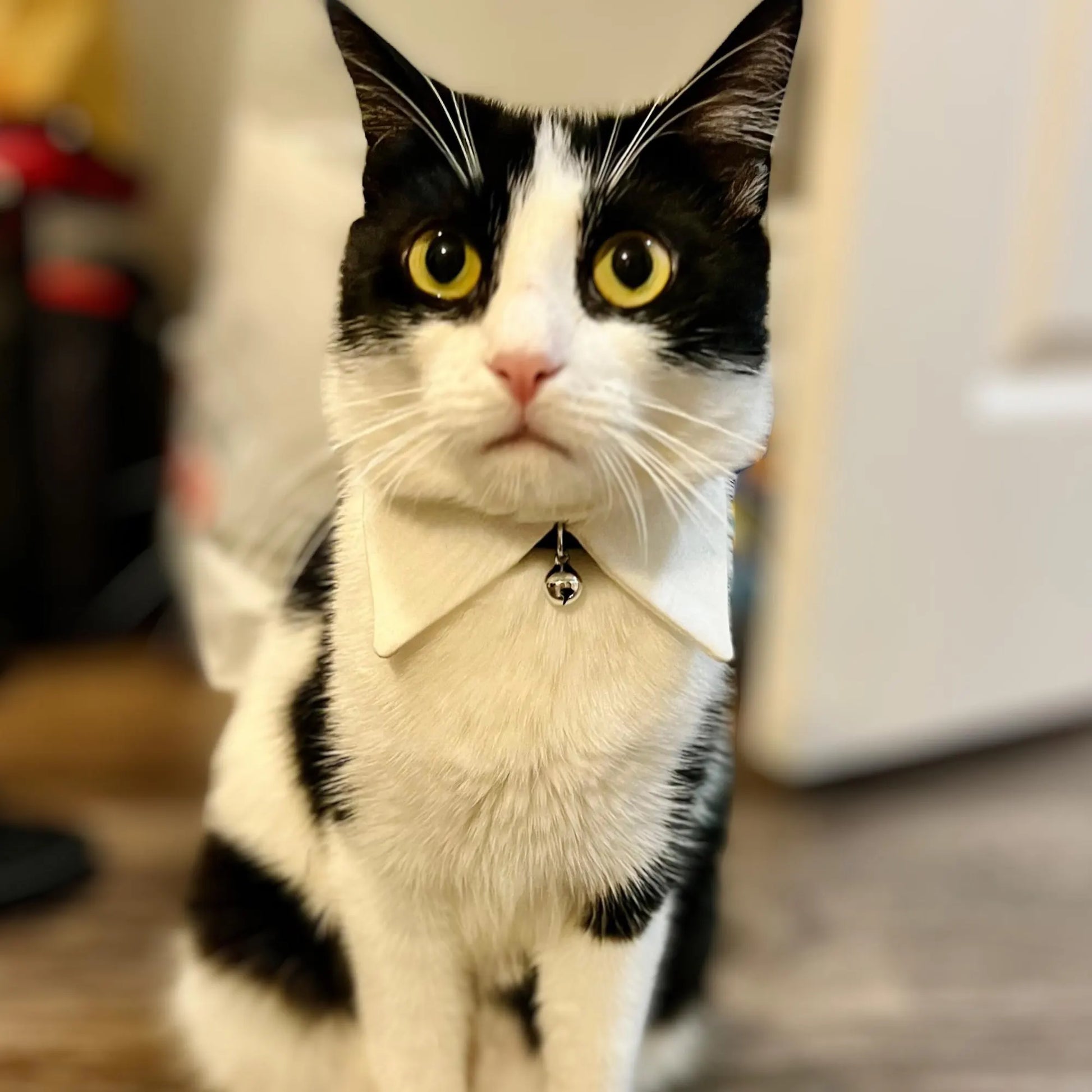 WA Inspired Necklace | Cat Necklace | Halloween Pet Costume | Cute Cat Necklace | Pet Gift | Peter Pan Necklace | Breakaway Necklace | Dark Delight