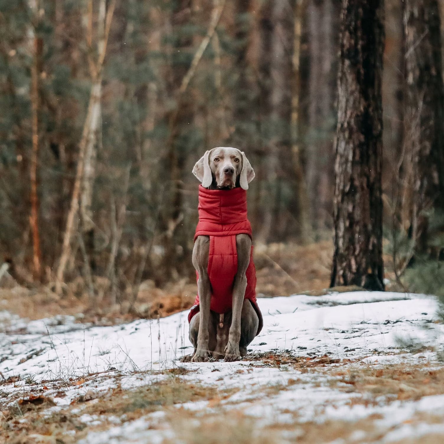 Warm Winter Coat for Dogs - Waterproof and Windproof Winter Jacket for Dogs - Stylish Pet Clothes - Pet Clothes - Dog Lover - Gift for Dogs