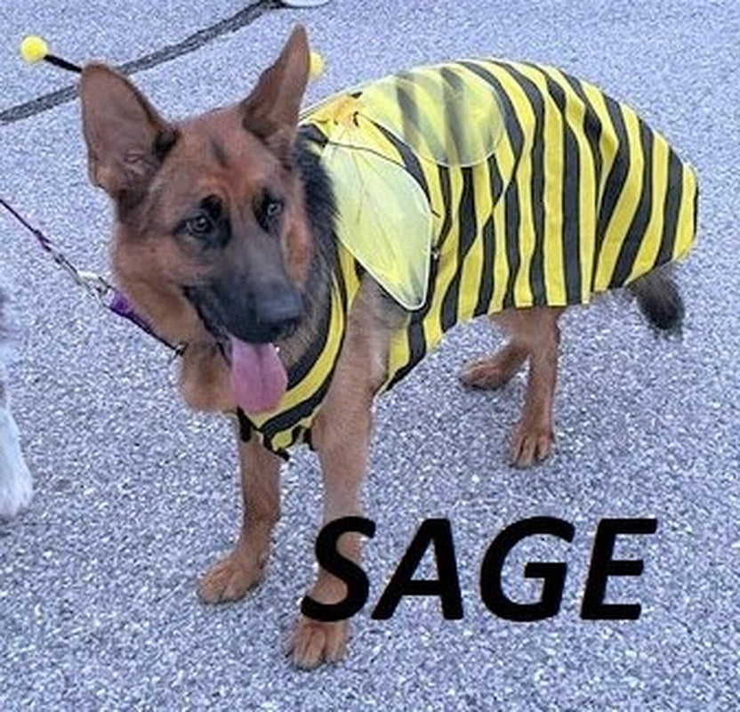 DOG COSTUME. "Bumble Bee" Dog Costume, Halloween for Pets,