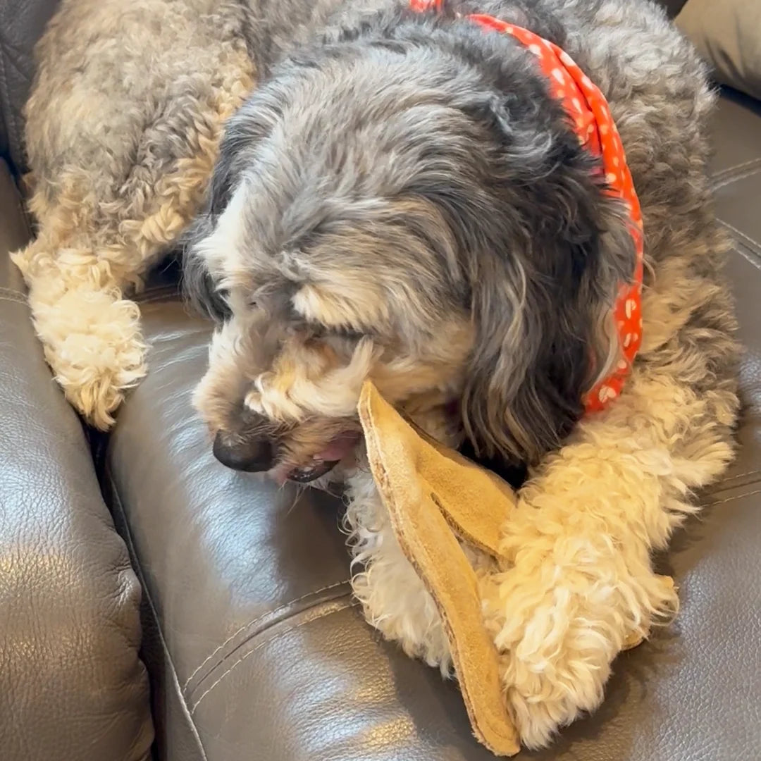 SPOT Dura-Fused Leather Fox Dog Toy – Durable Chew Toy with Squeaker for Small & Medium Dogs 🦊🐾