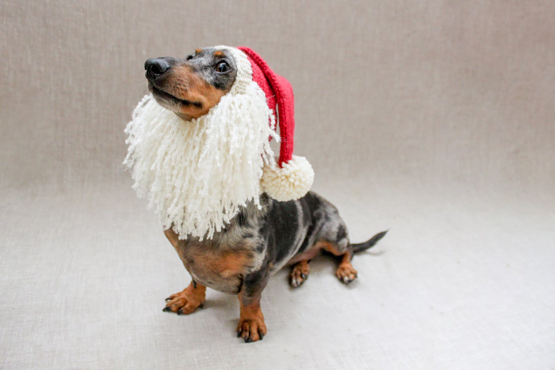 Santa Beard Dog Hat Costume in Vintage Christmas Style
