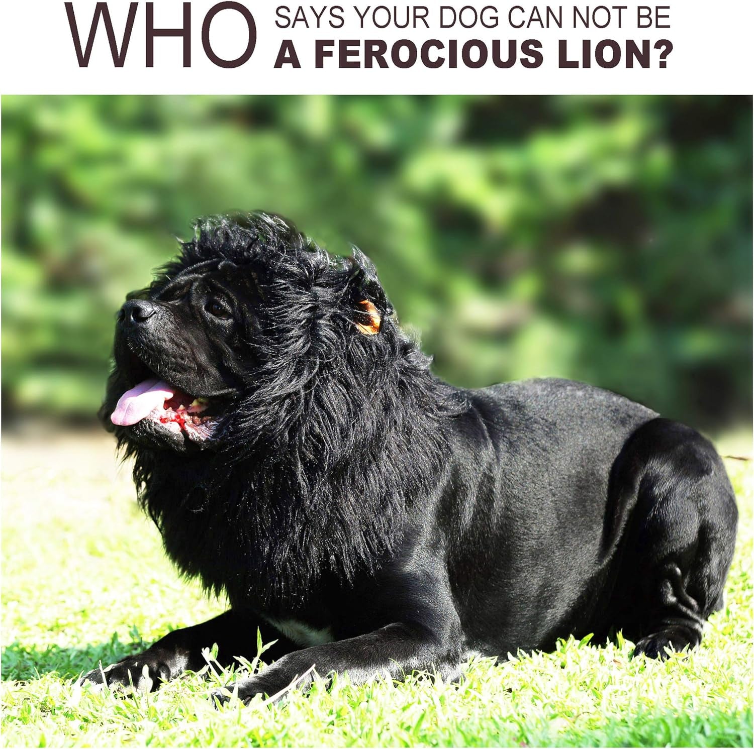Lion Mane Wig for Dogs with Ears, Funny Pet Costumes for Halloween Christmas (Size L, Black)