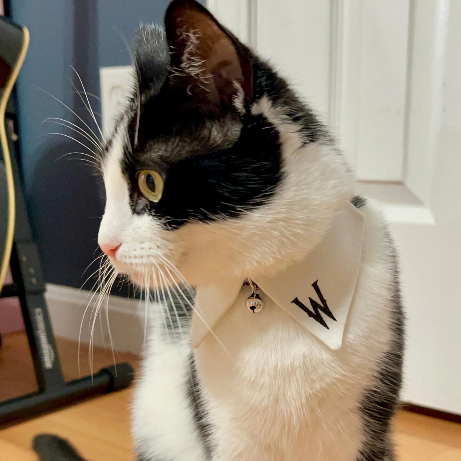 WA Inspired Necklace | Cat Necklace | Halloween Pet Costume | Cute Cat Necklace | Pet Gift | Peter Pan Necklace | Breakaway Necklace | Dark Delight