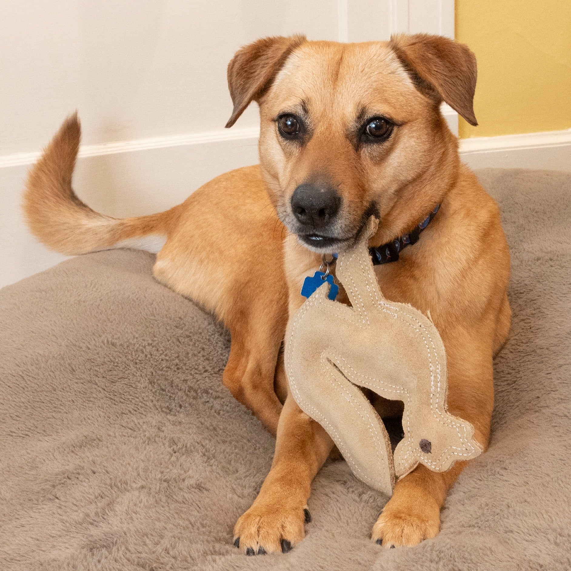 SPOT Dura-Fused Leather Fox Dog Toy – Durable Chew Toy with Squeaker for Small & Medium Dogs 🦊🐾