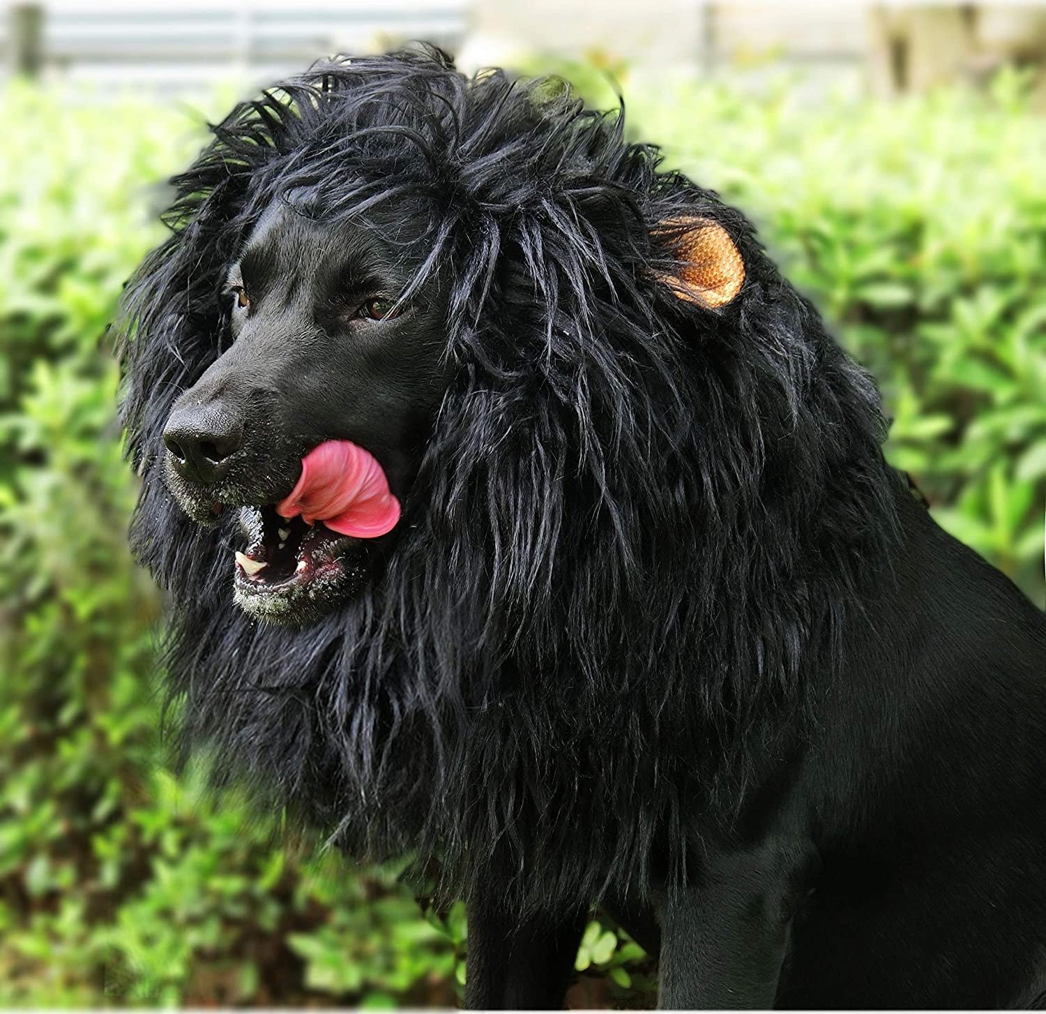 Lion Mane Wig for Dogs with Ears, Funny Pet Costumes for Halloween Christmas (Size L, Black)