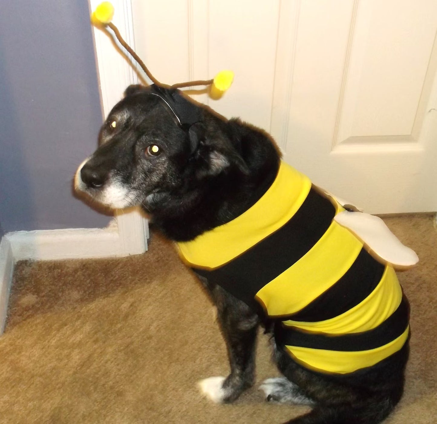 DOG COSTUME. "Bumble Bee" Dog Costume, Halloween for Pets,