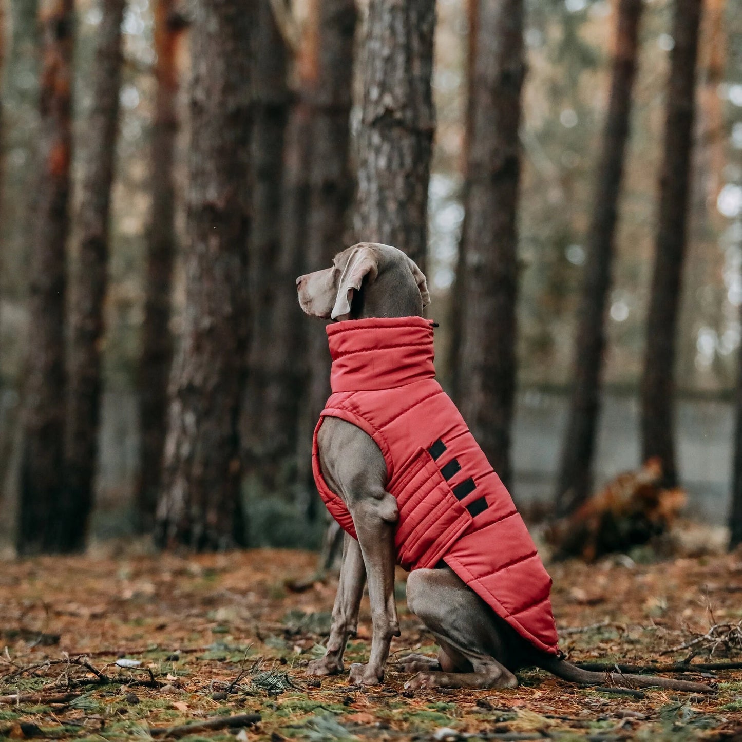 Warm Winter Coat for Dogs - Waterproof and Windproof Winter Jacket for Dogs - Stylish Pet Clothes - Pet Clothes - Dog Lover - Gift for Dogs