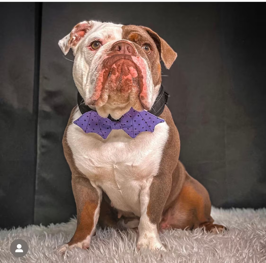 Halloween Dog Bow Tie / Dog Bow Ties / Bat Dog Bow Ties/ Pet Bow Tie / Bat Shape Dog Bow Tie / Pink Halloween Pet Accessories