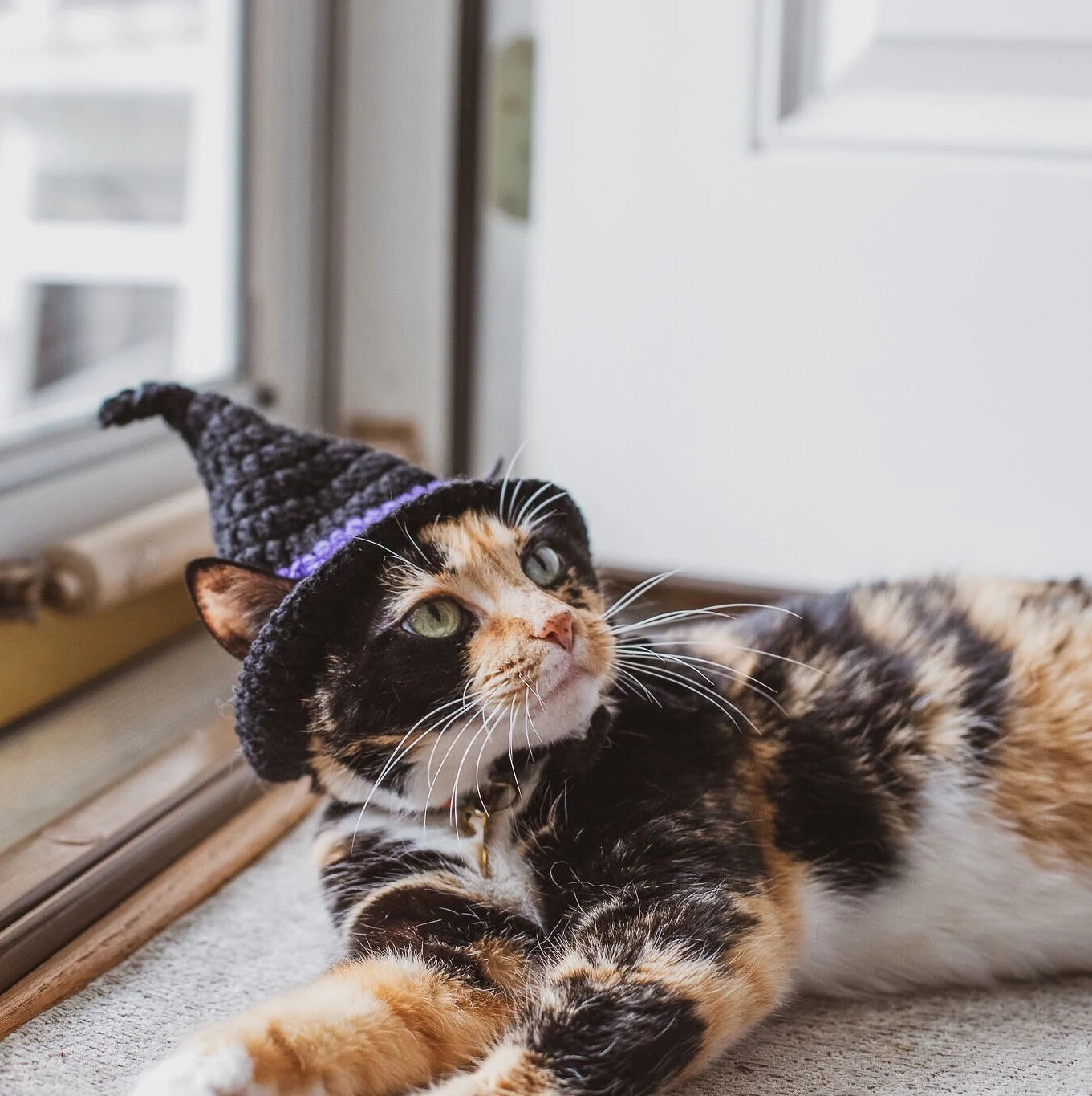 Witch Hat Cat Costumes Cat Accessories Cat Clothings Cat Accessories Cat Supplies Pet Costumes Pet Accessories Pet Clothings Pet Su