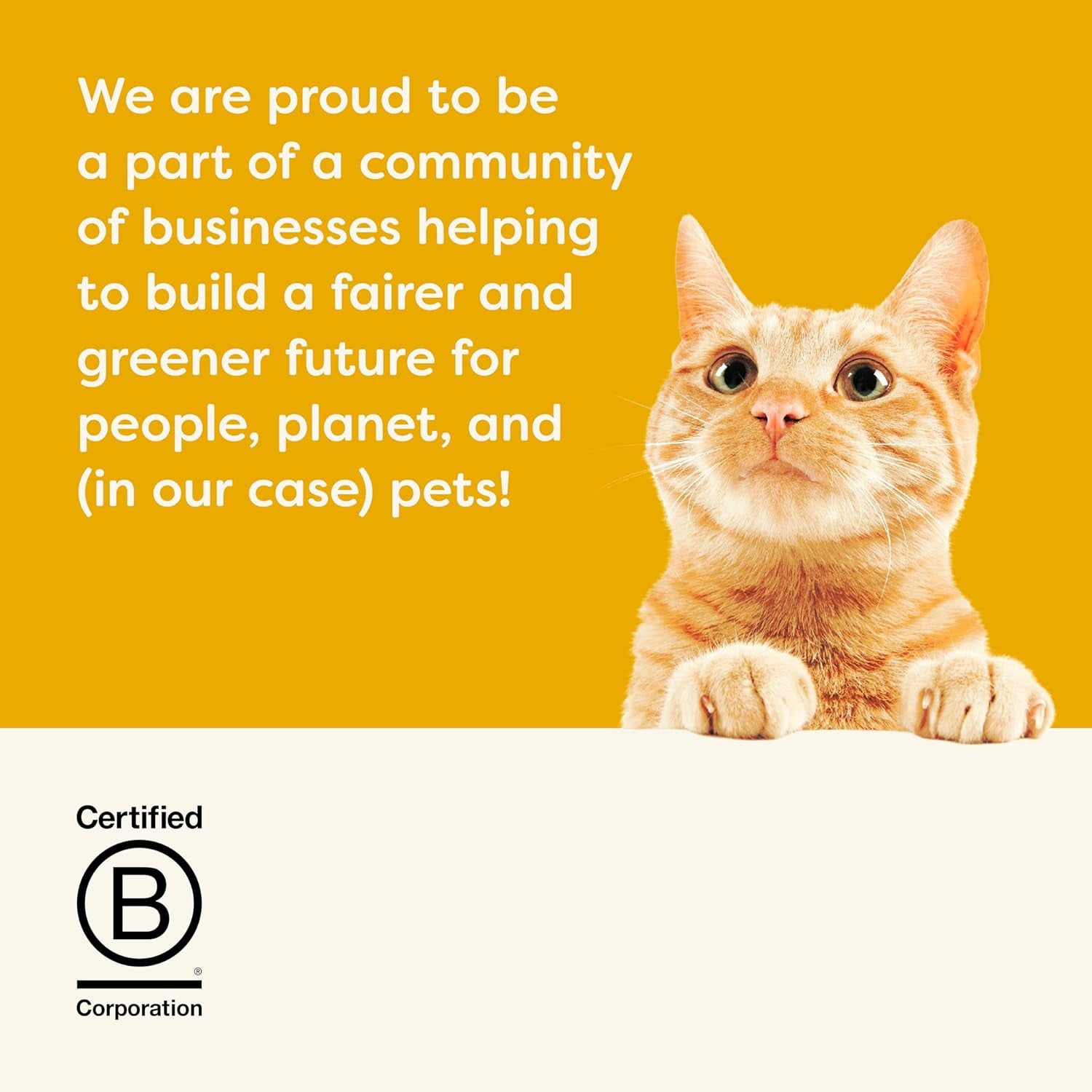 Complete Dry Cat Food, Grain-Free, Limited Ingredient with Added Vitamins & Minerals, Protein, Supports Digestion, Chicken & Salmon (11 Pound Bag)