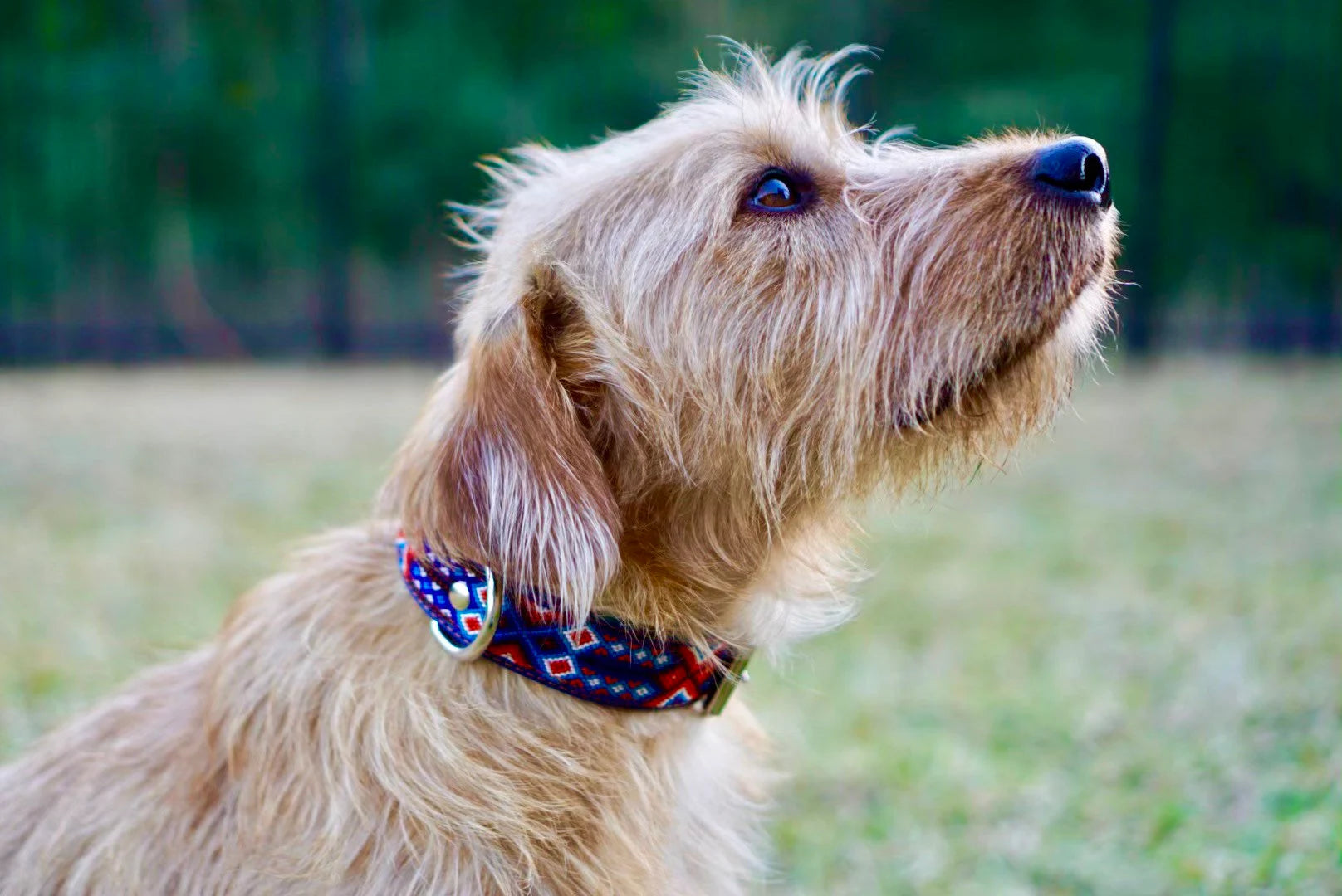 Large Leather Dog Collar | Woven Nylon Dog Collar | Fiesta Collar | Handmade Mexican Dog Collar | Large Dog Accessory