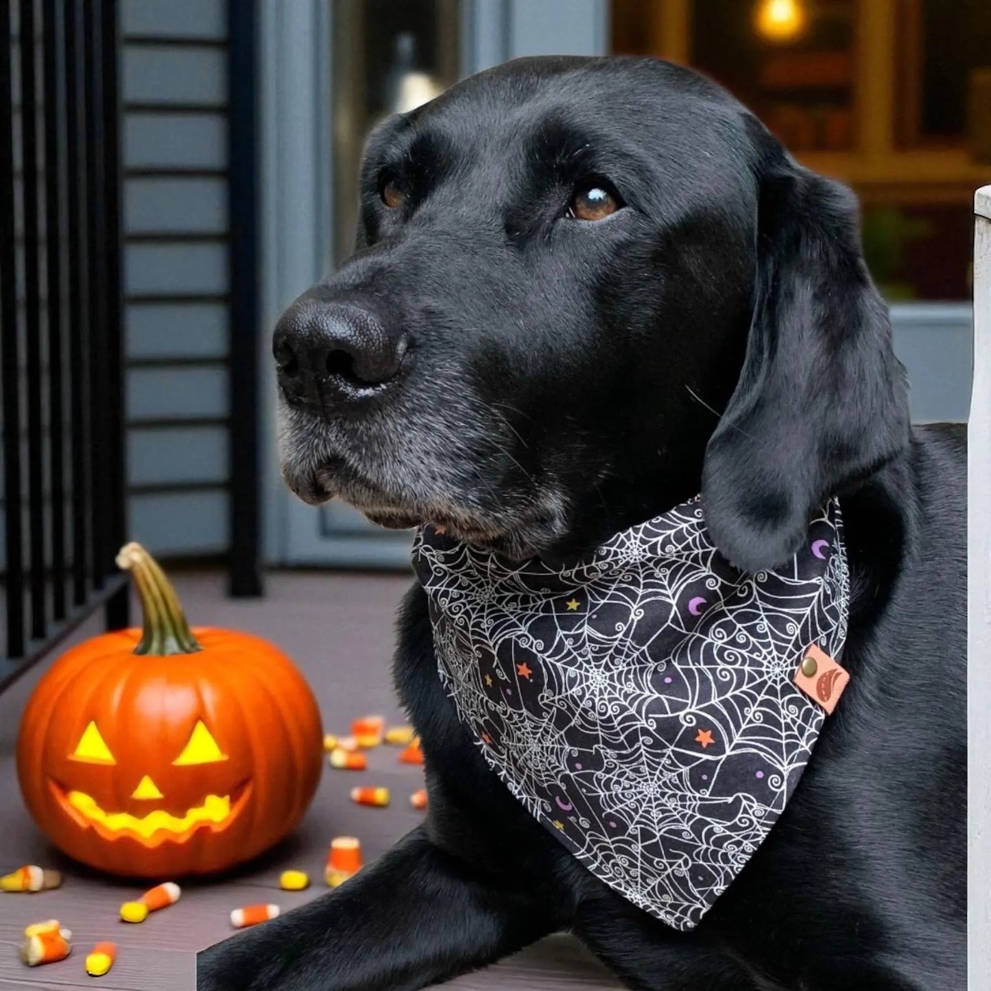 Halloween Dog Bandana Halloween Scarf Halloween Dog Gift Fall Dog Bandana Dog Costume Black and Orange Dog Bandana Spiderweb Bandana