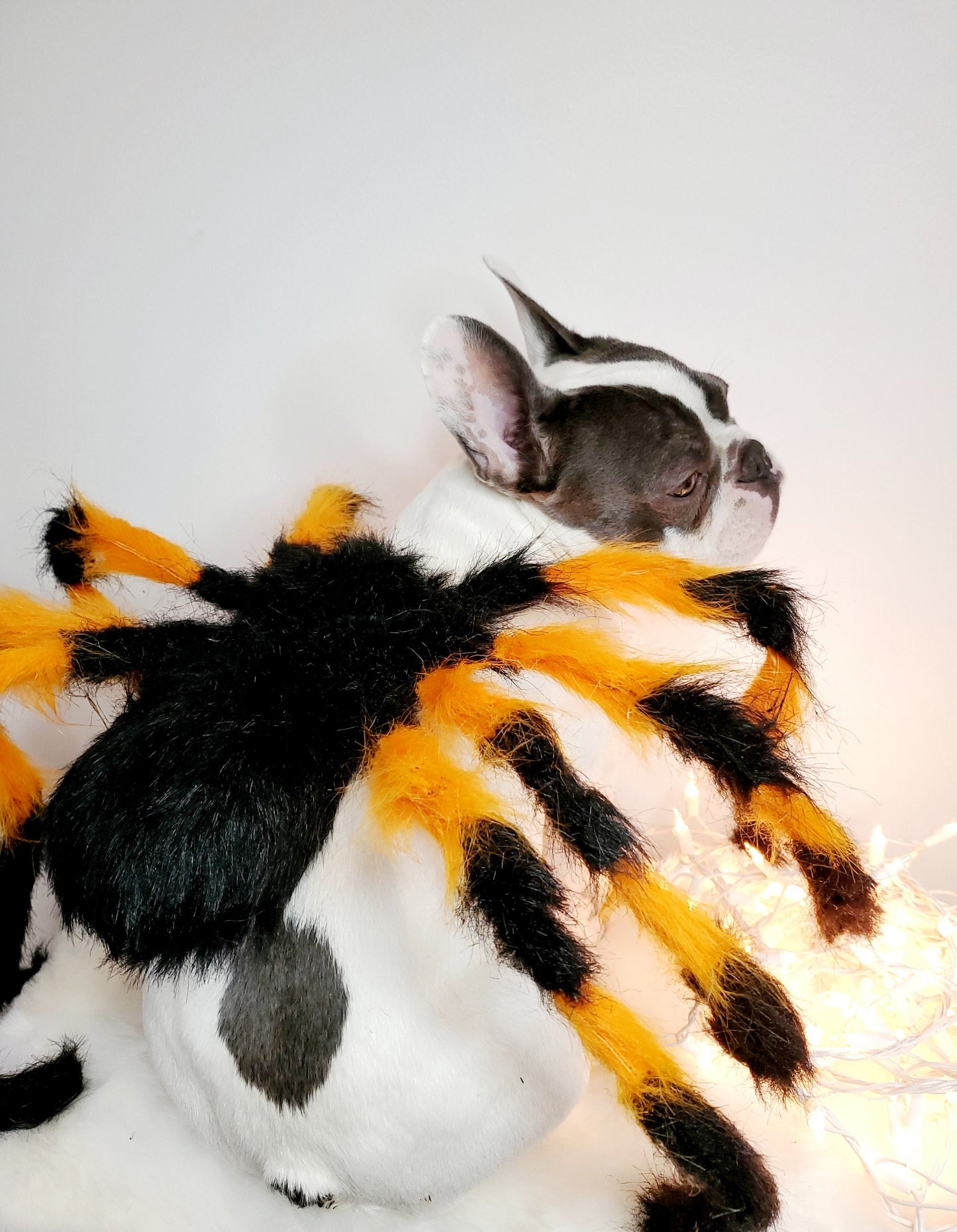 Spider Dog Costume: Adjustable Halloween Pet Costume