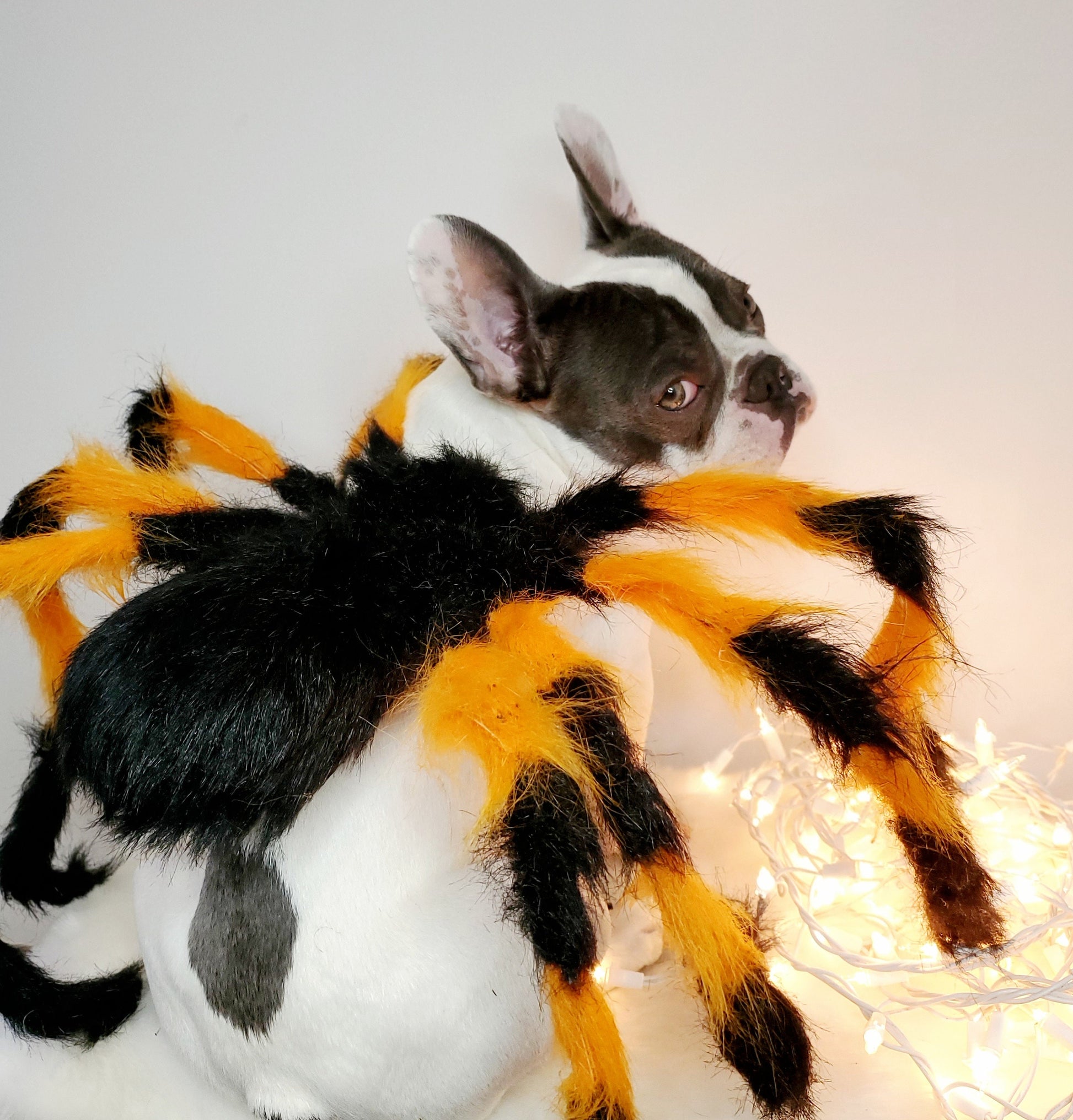 Spider Dog Costume: Adjustable Halloween Pet Costume