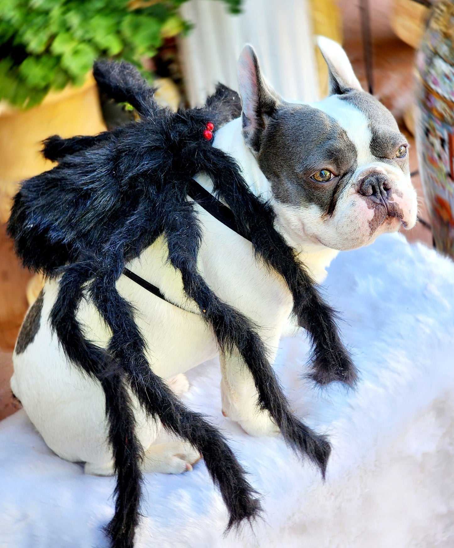 Spider Dog Costume: Adjustable Halloween Pet Costume