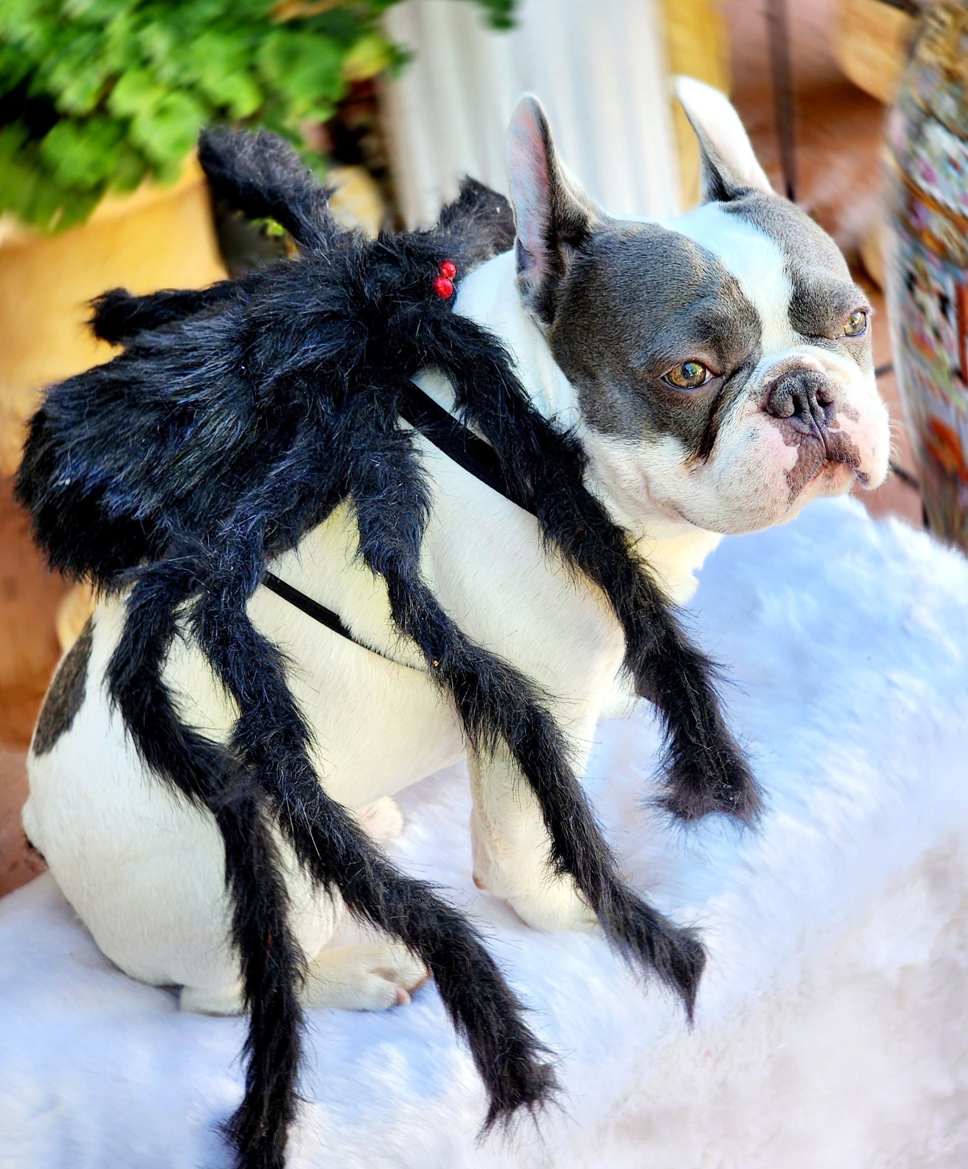 Spider Dog Costume: Adjustable Halloween Pet Costume