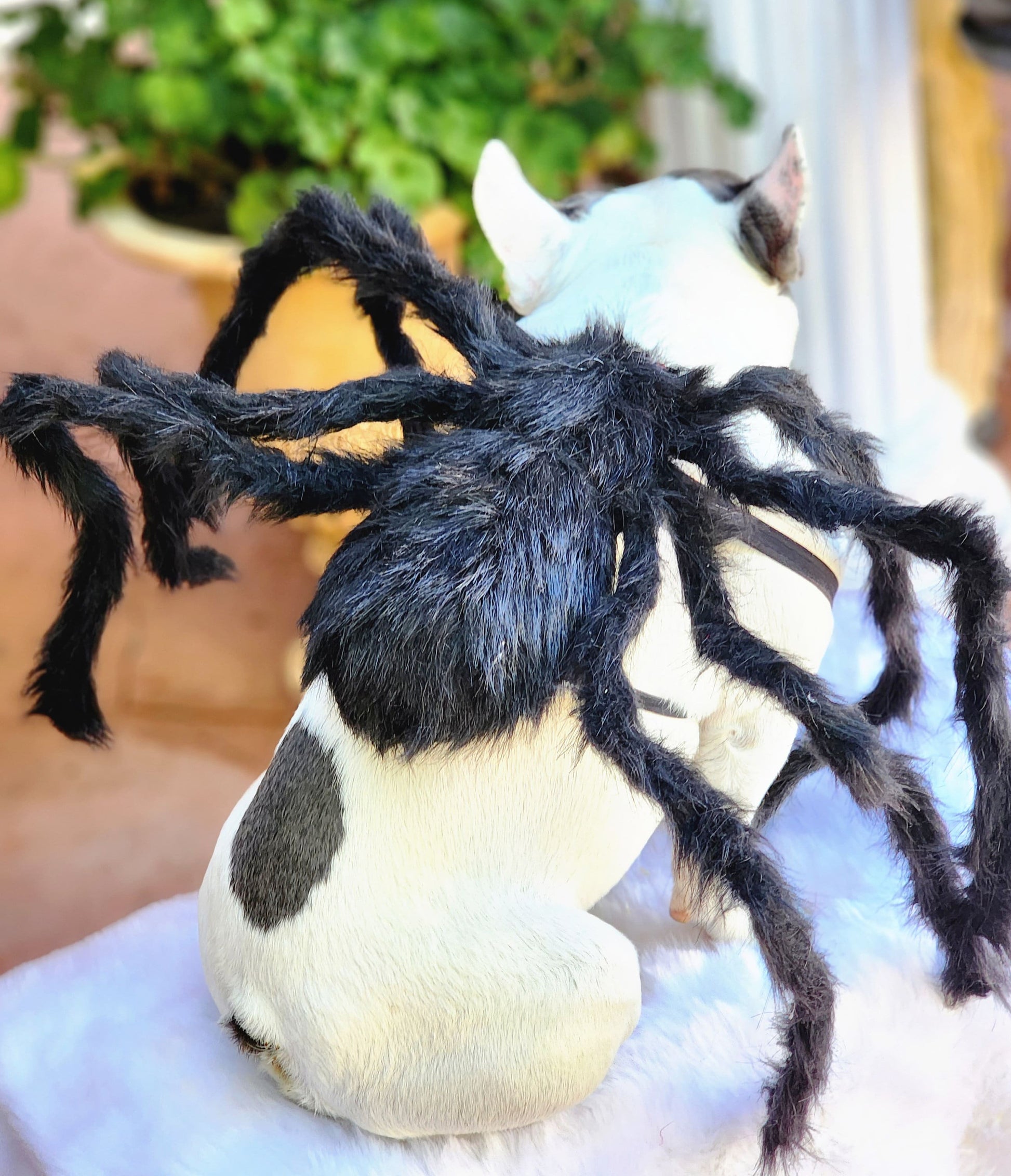 Spider Dog Costume: Adjustable Halloween Pet Costume