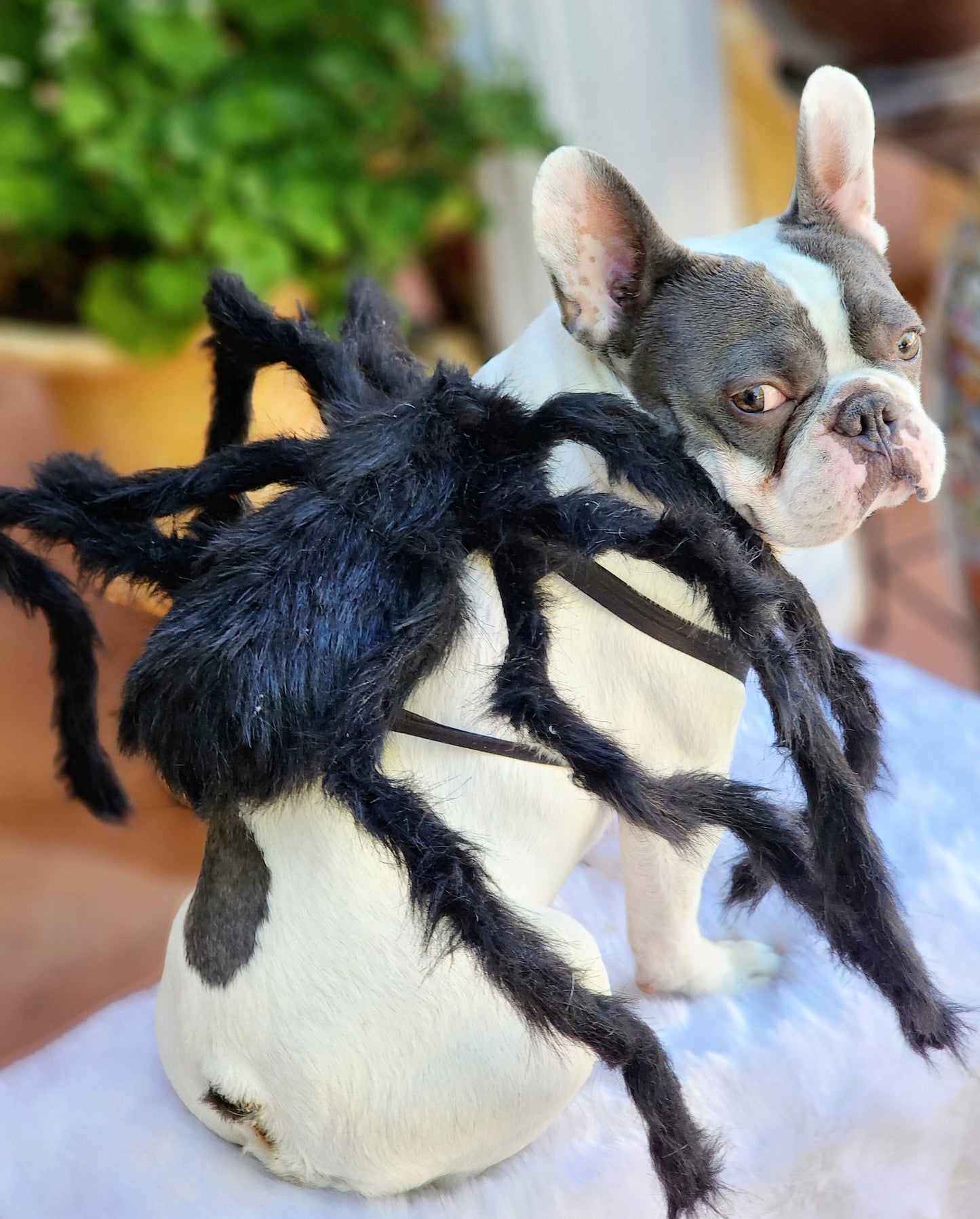 Spider Dog Costume: Adjustable Halloween Pet Costume