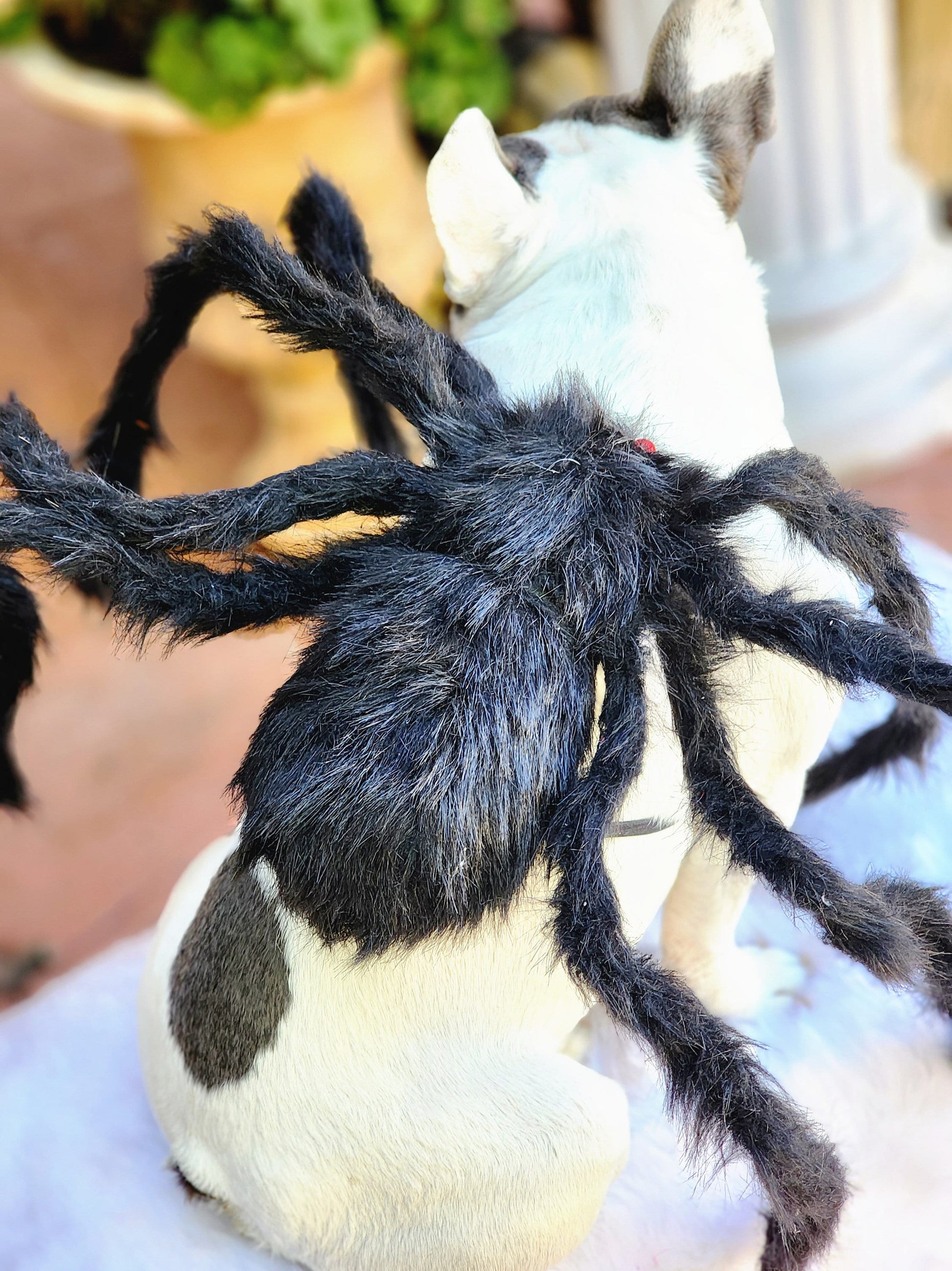 Spider Dog Costume: Adjustable Halloween Pet Costume