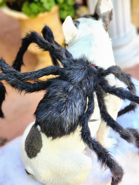 Spider Dog Costume: Adjustable Halloween Pet Costume