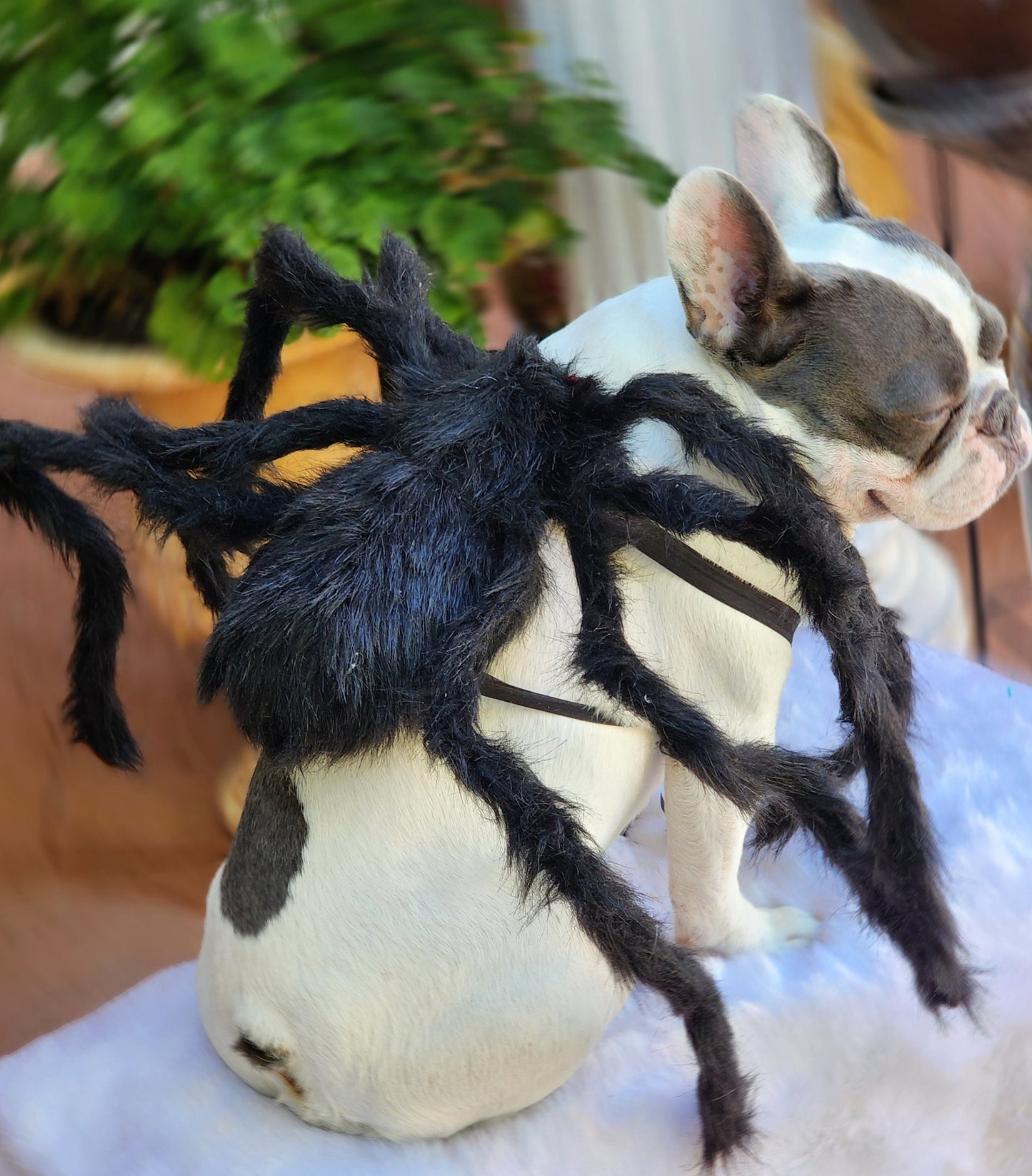 Spider Dog Costume: Adjustable Halloween Pet Costume