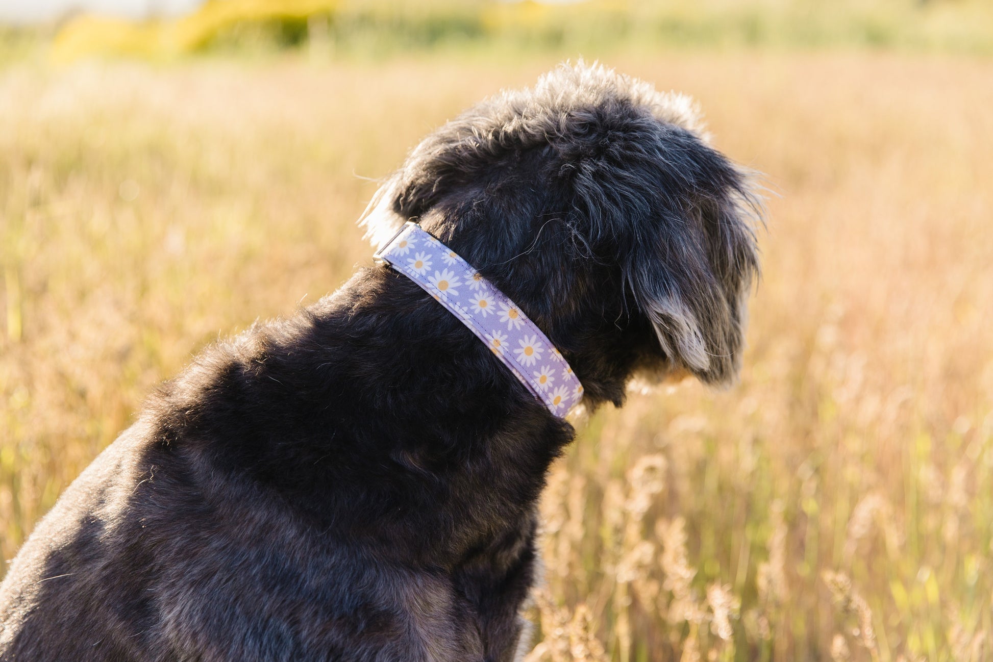Handmade Lavender Daisies Dog Collar: Silver Hardware, Adjustable