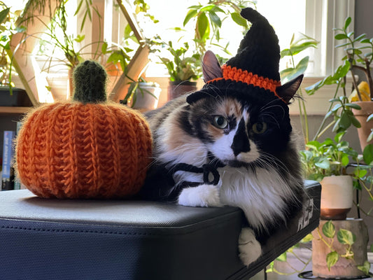 Witch Hat Cat Costumes Cat Accessories Cat Clothings Cat Accessories Cat Supplies Pet Costumes Pet Accessories Pet Clothings Pet Su