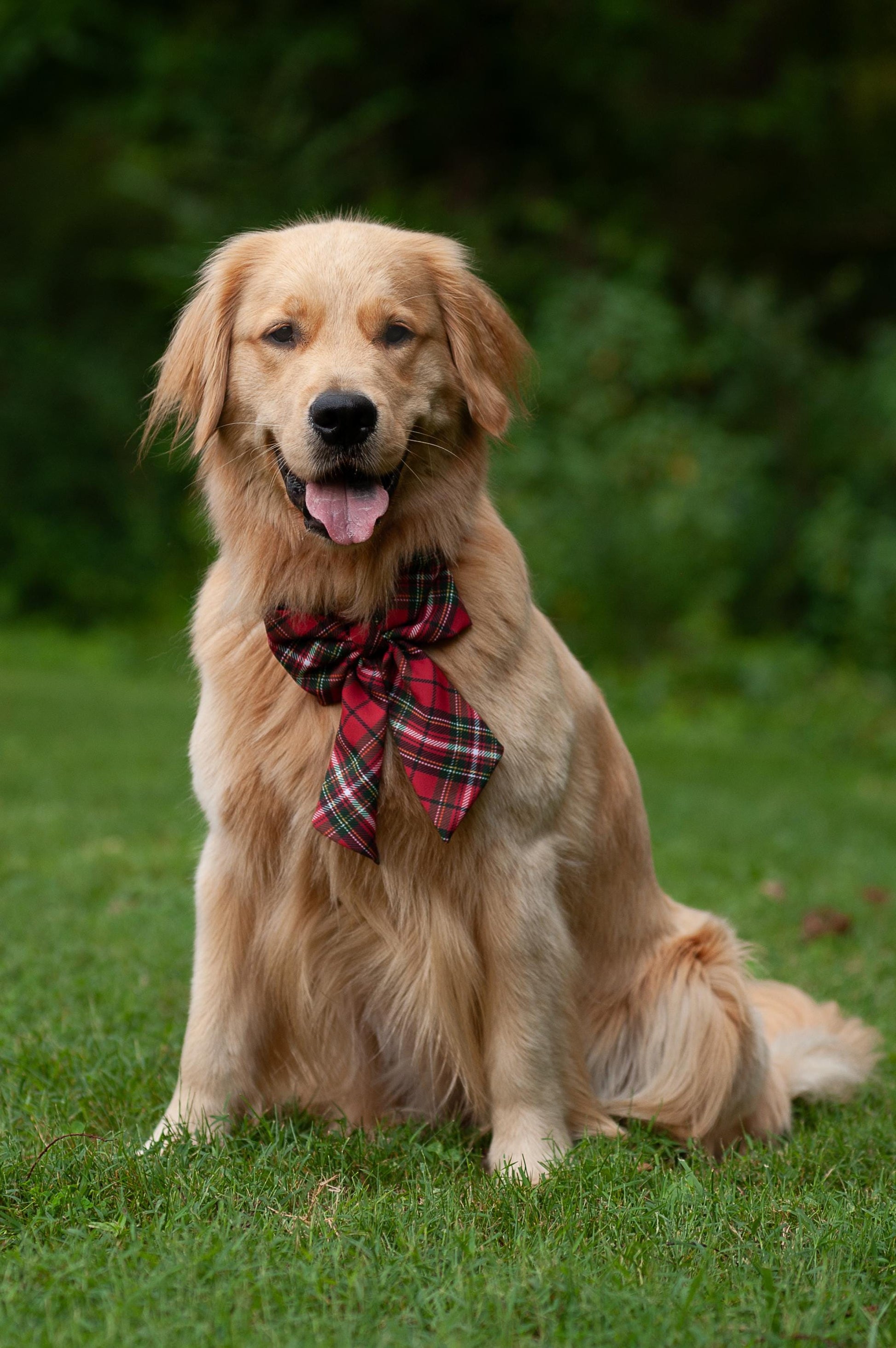 Christmas Plaid Dog Bow Red Plaid Pet Portrait Accessory Holiday Coquette Bow for Girls or Bowtie for Boys Family Photo with Pet