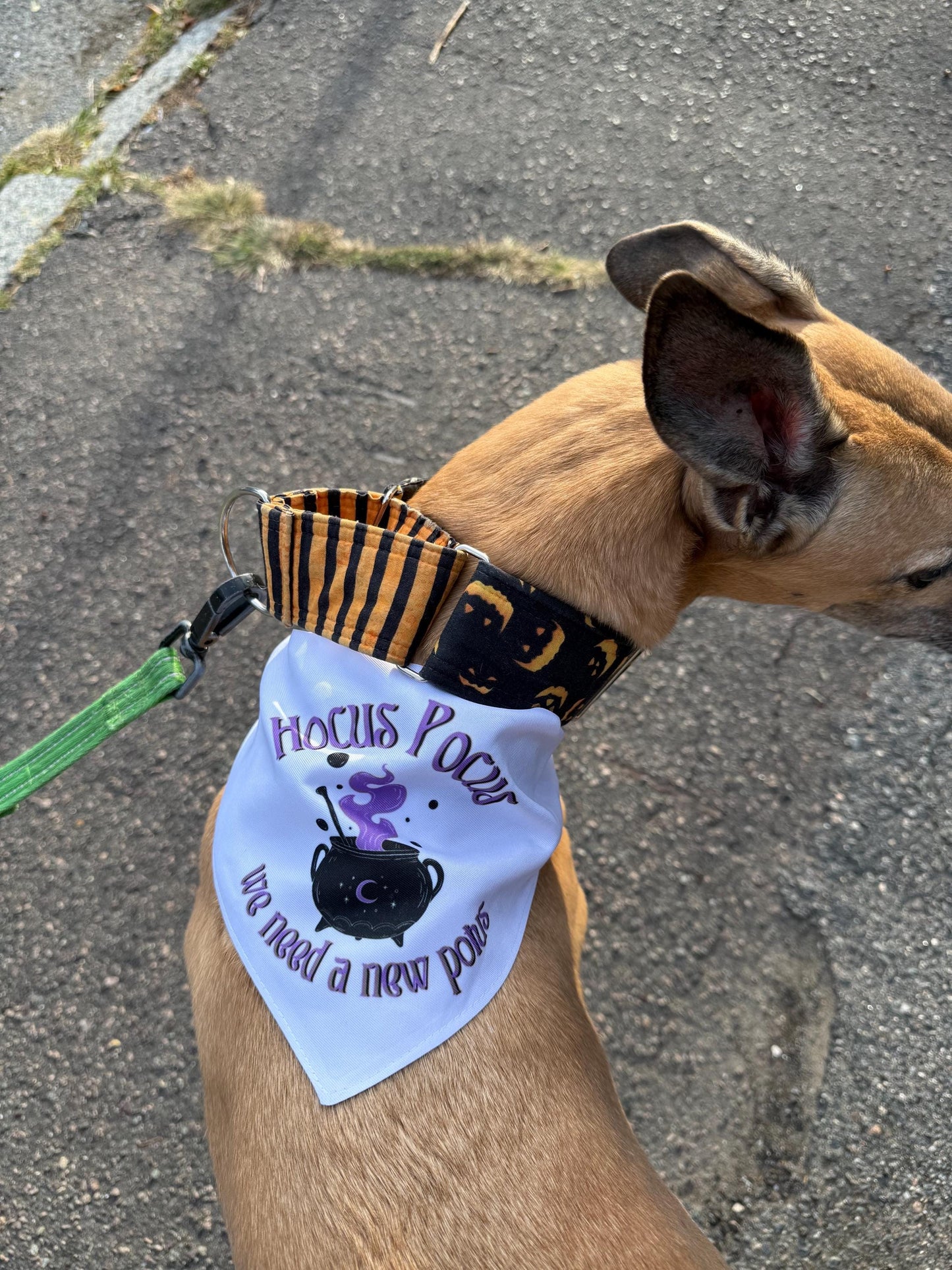 Halloween Dog Collar and Bandana | Hocus Pocus We Need a New POTUS | Funny Political Pet Collar