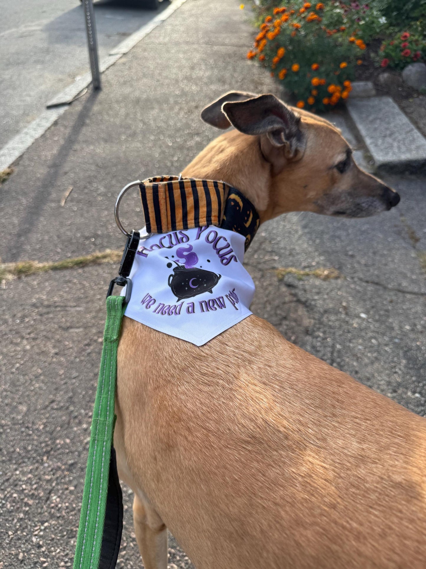 Halloween Dog Collar and Bandana | Hocus Pocus We Need a New POTUS | Funny Political Pet Collar